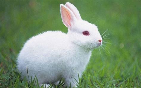 养兔子应该叫什么名字