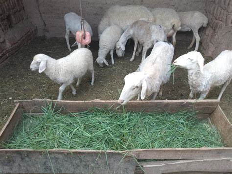 养殖羊场取名字