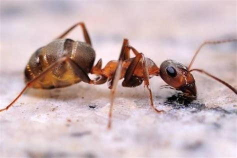 养殖蚂蚁有什么作用