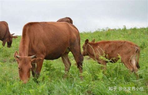 养牛的家庭农场起名
