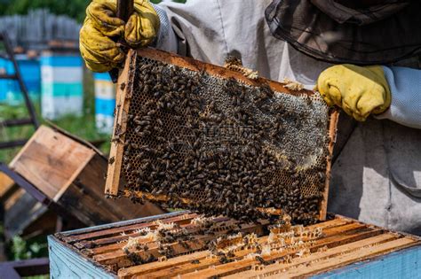 养蜂业起名
