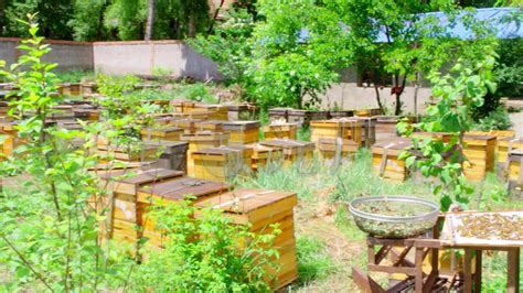 养蜂场取名蜂蜜