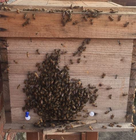 养蜜蜂新手入门教程