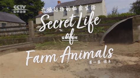 农场动物的秘密视频