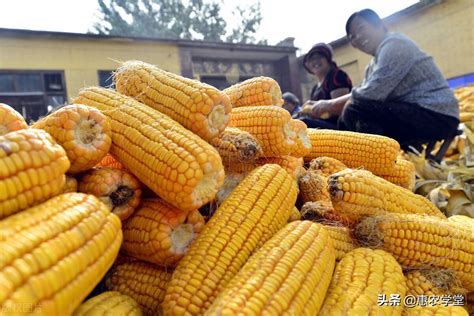 农户卖玉米多少钱一斤商丘