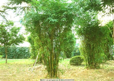 农村庭院适合种啥竹子