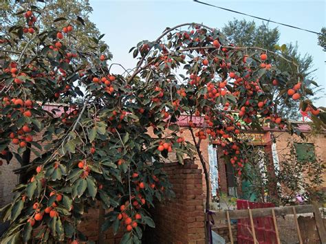 农村适合种植的果树