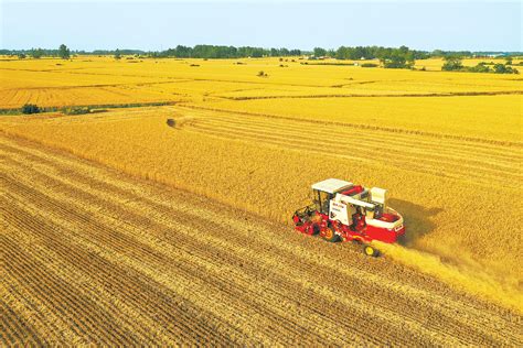 农民收麦一亩多少钱