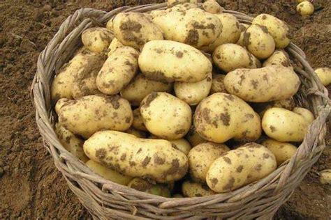 冬土豆的种植方法