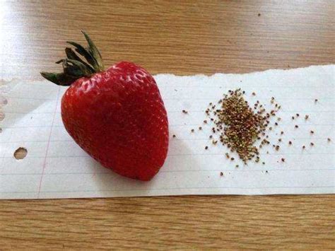 冬天草莓种子会发芽吗