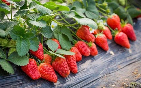 冬季草莓怎么种植
