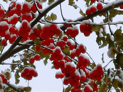 冬红海棠果实图片