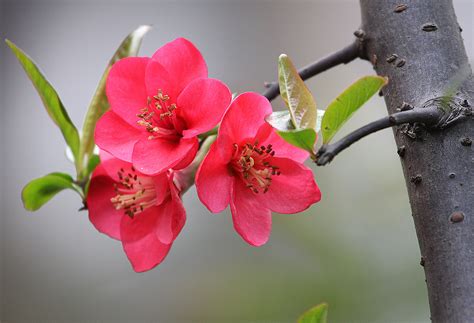 冬红海棠的图片