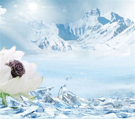 冰山上有一朵孤独的雪莲花