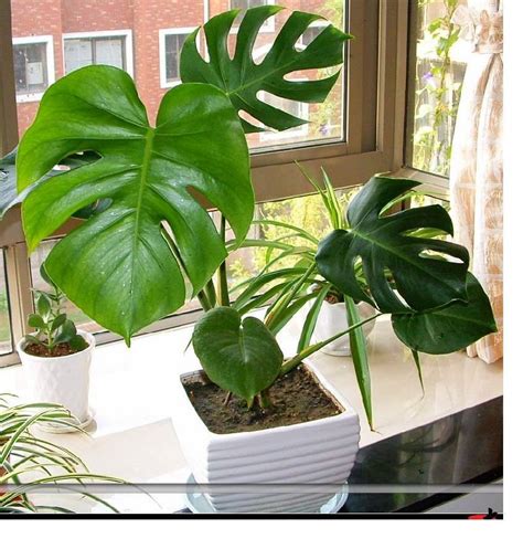 净化空气的室内植物