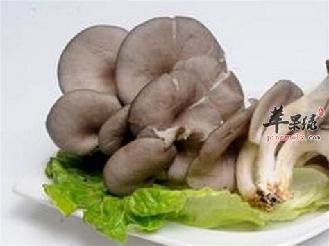 凤尾菇的营养价值和功效