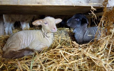 刚出生小羊羔的视频图片