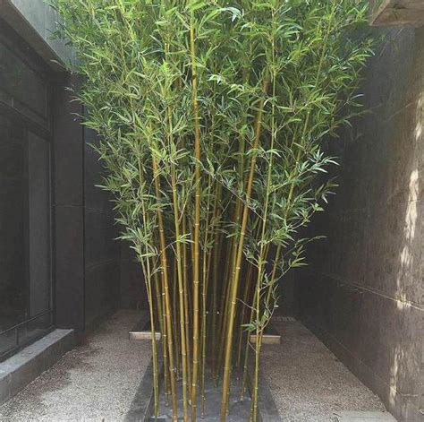 别墅庭院可以种竹子吗