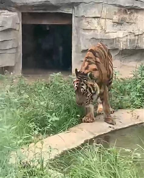 动物园回应老虎瘦弱