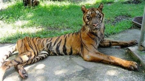 动物园的老虎为什么瘦