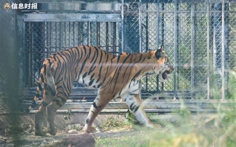 动物园的老虎瘦得只剩皮骨真心酸