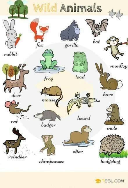 动物的英语翻译大全