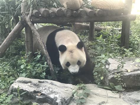 北京动物园大熊猫秃头