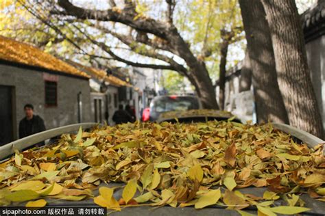 北京最美胡同之秋日