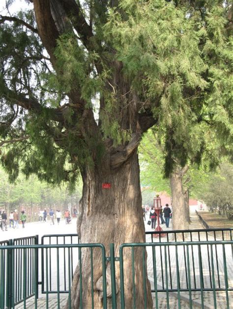 北京最老的古树