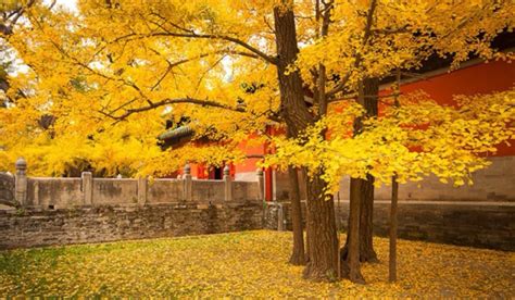 北京的秋花读后感