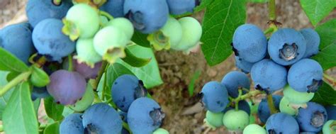 北方种什么品种蓝莓好