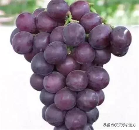 北方种什么葡萄品种好