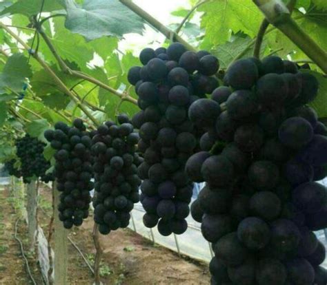 北方能种植的葡萄品种