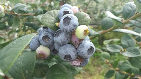 北方自花授粉的蓝莓品种