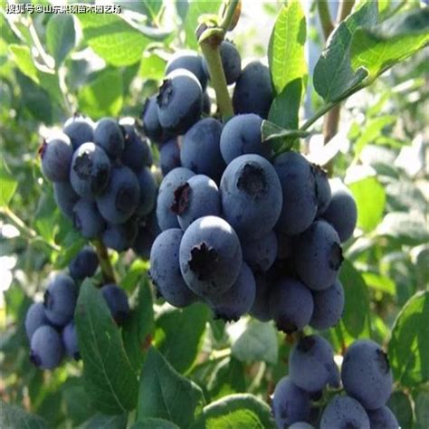 北方阳台适合种植什么品种蓝莓