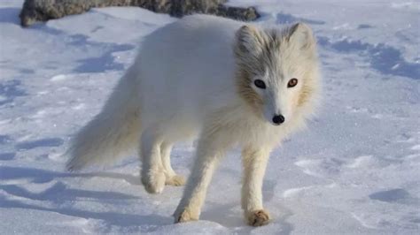北极狐价格多少一只