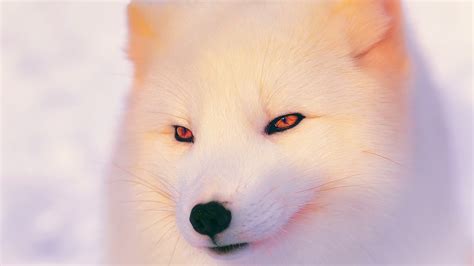 北极狐照片面部