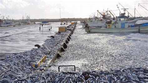 北海道现大量沙丁鱼尸体死因不明