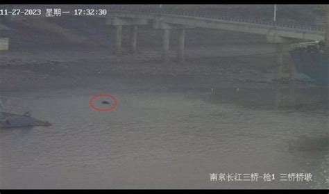 南京一只野猪丝滑横渡长江