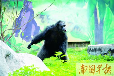 南宁动物园黑猩猩几岁了