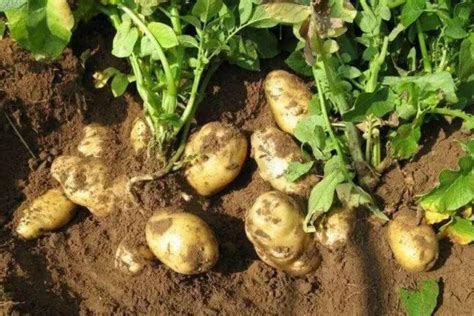 南方土豆种植时间和方法