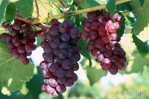 南方种葡萄种哪个品种最好