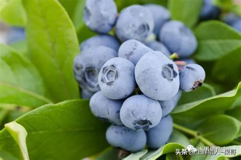南方蓝莓品种哪个好