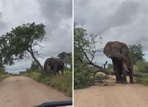 南非大象撞倒树拦路