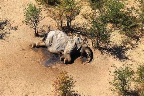 南非350头大象死亡