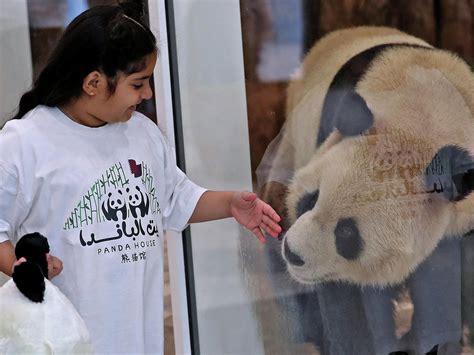 卡塔尔王子召唤大熊猫