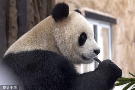 卡塔尔的大熊猫是四川的吗