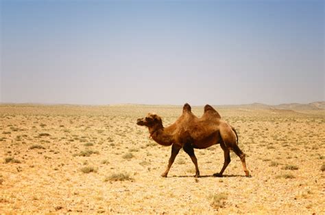 卡塔尔骆驼价格