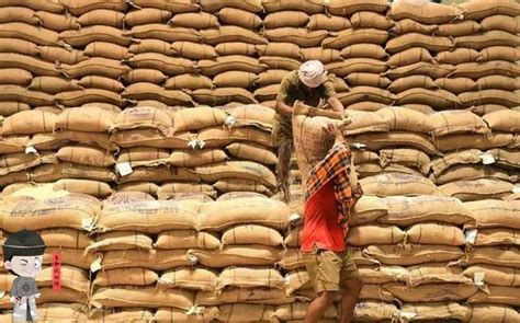 印度大米价格预测