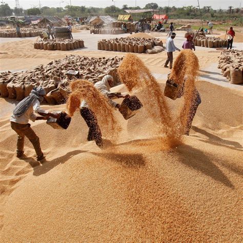 印度小麦产量